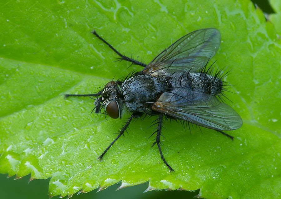 Athrycia trepida