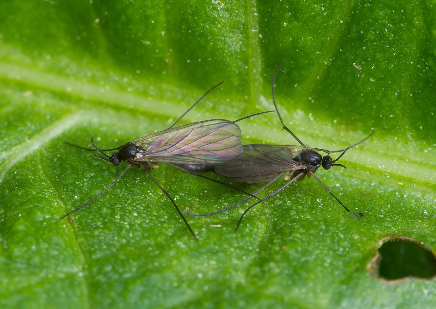 Bradysia pauperata