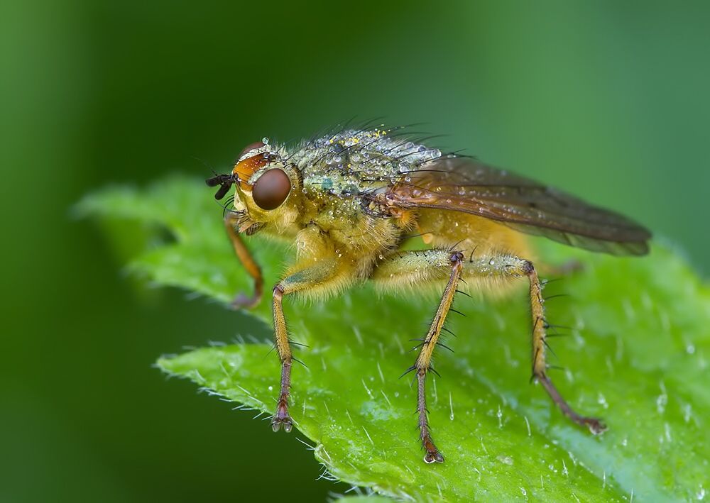 Scathophaga stercoraria