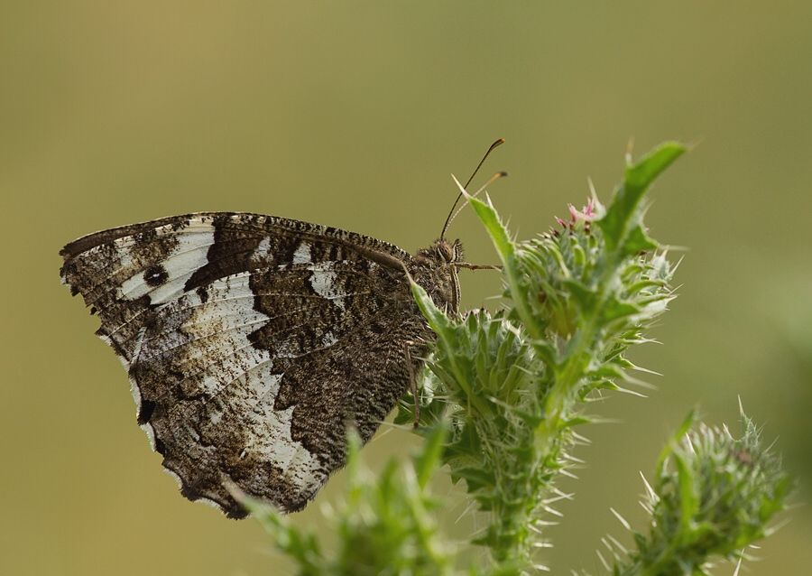 Brintesia circe