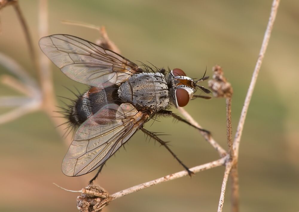 Aphria longirostris