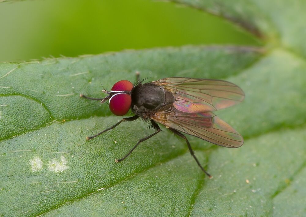 Fannia scalaris