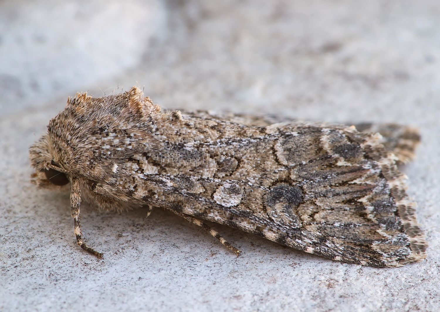 Hadula trifolii
