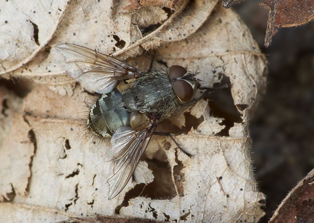 Pollenia rudis