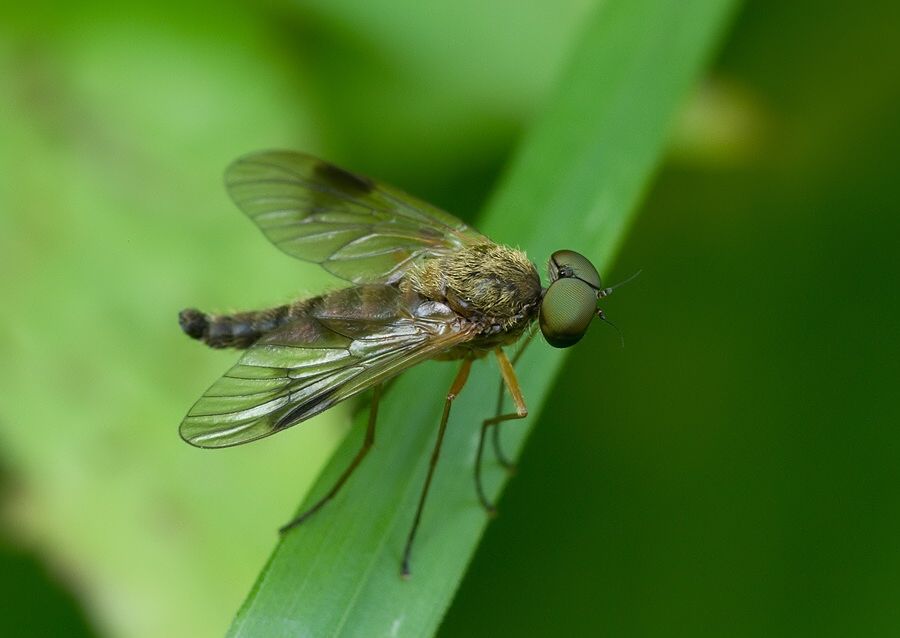 Chrysopilus nubecula