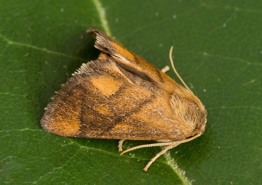 Apoda limacodes