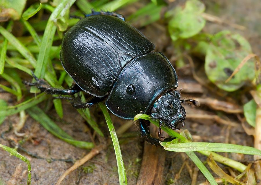 Anoplotrupes stercorosus