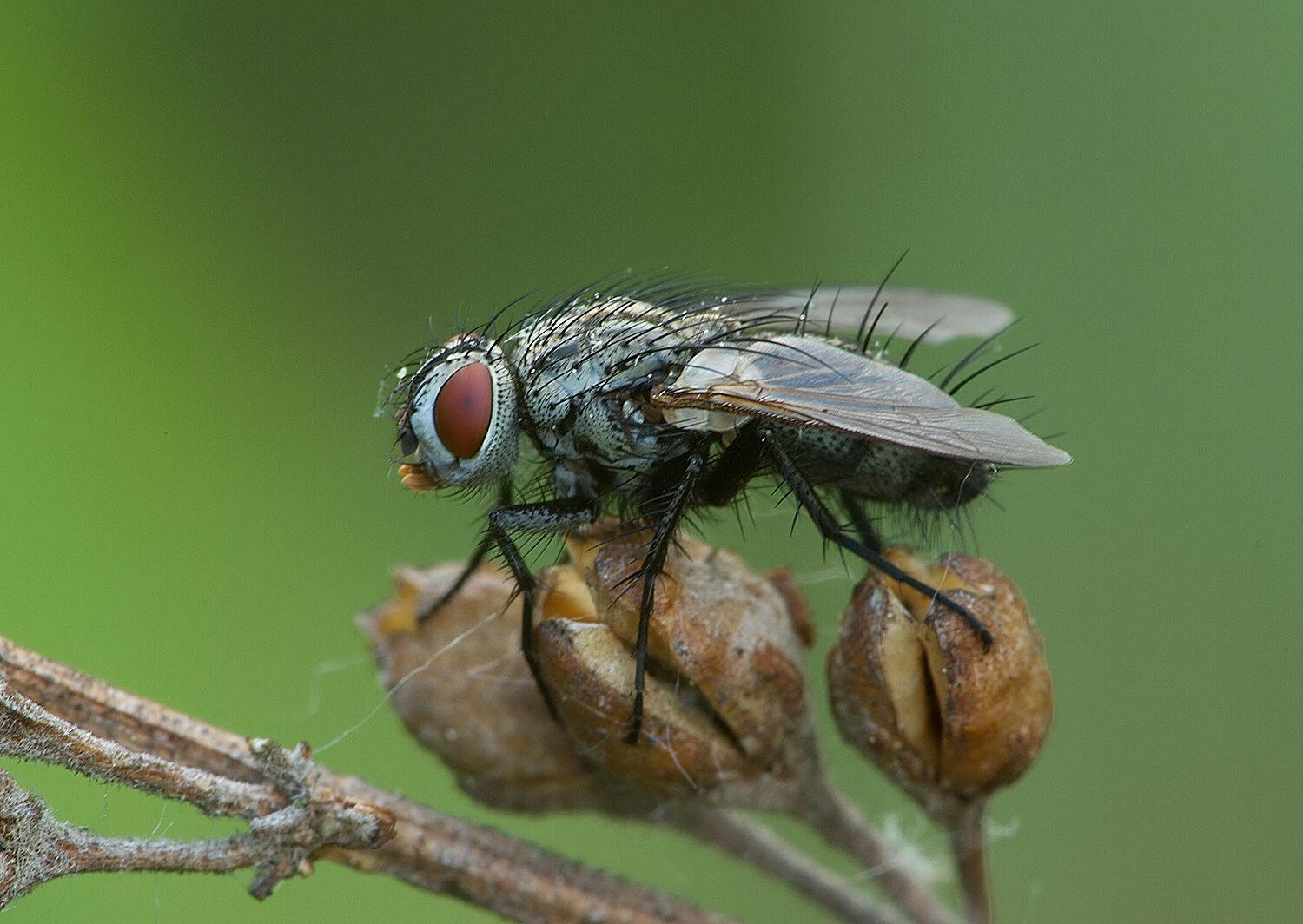 Zeuxia cinerea