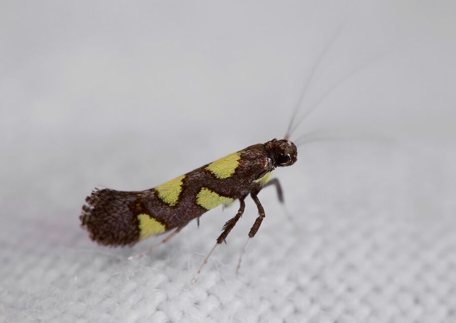 Calybites quadrisignella