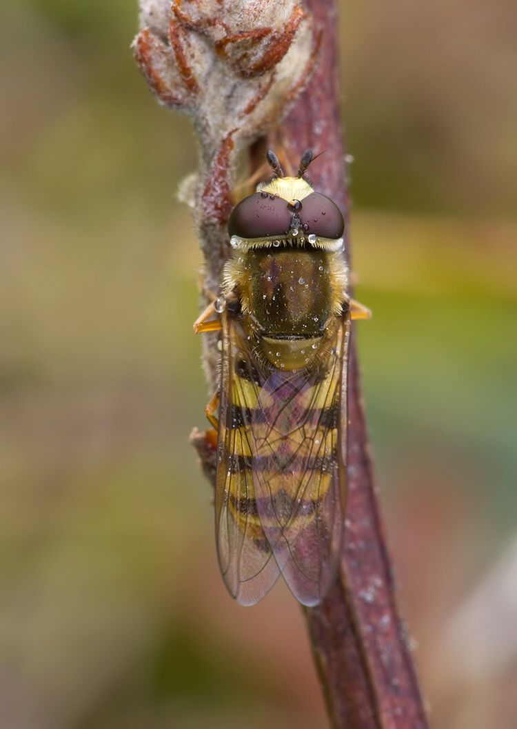 Eupeodes corollae