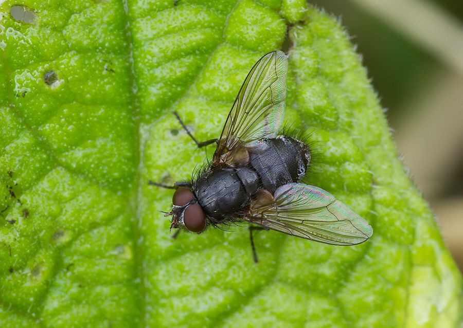 Calliphora subalpina