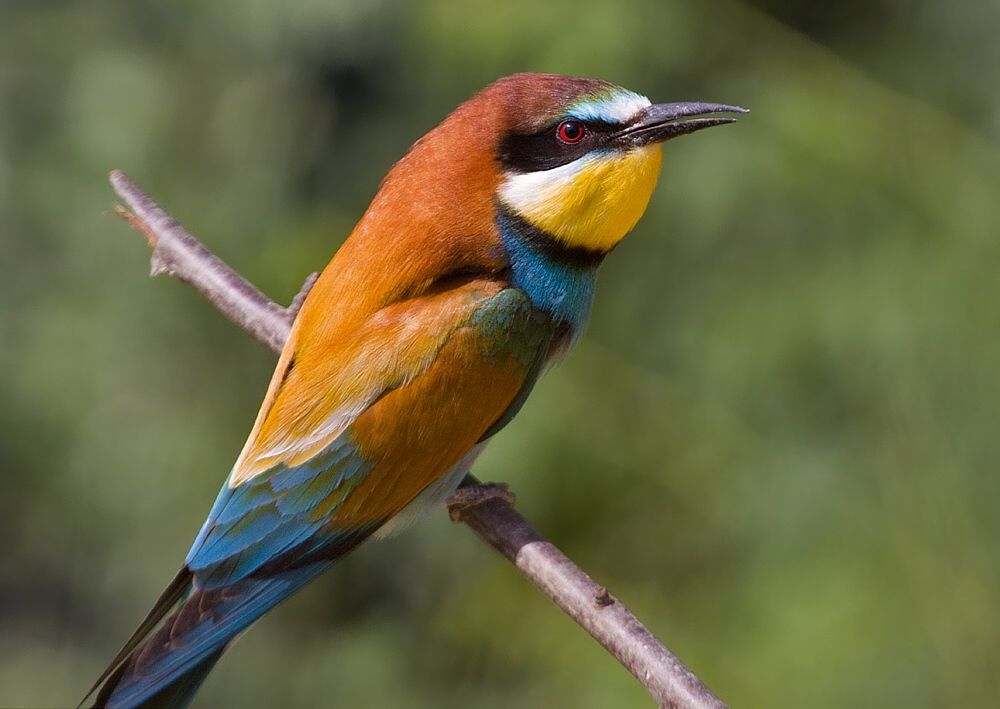 Merops apiaster (včelárik zlatý)