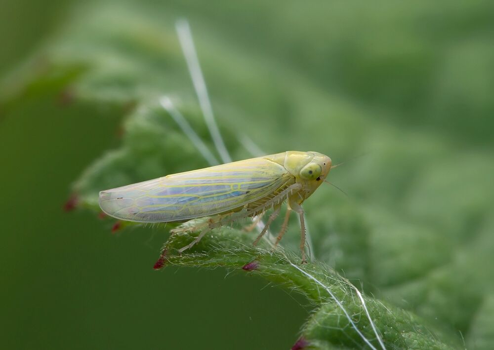 Elymana kozhevnikovi cf.