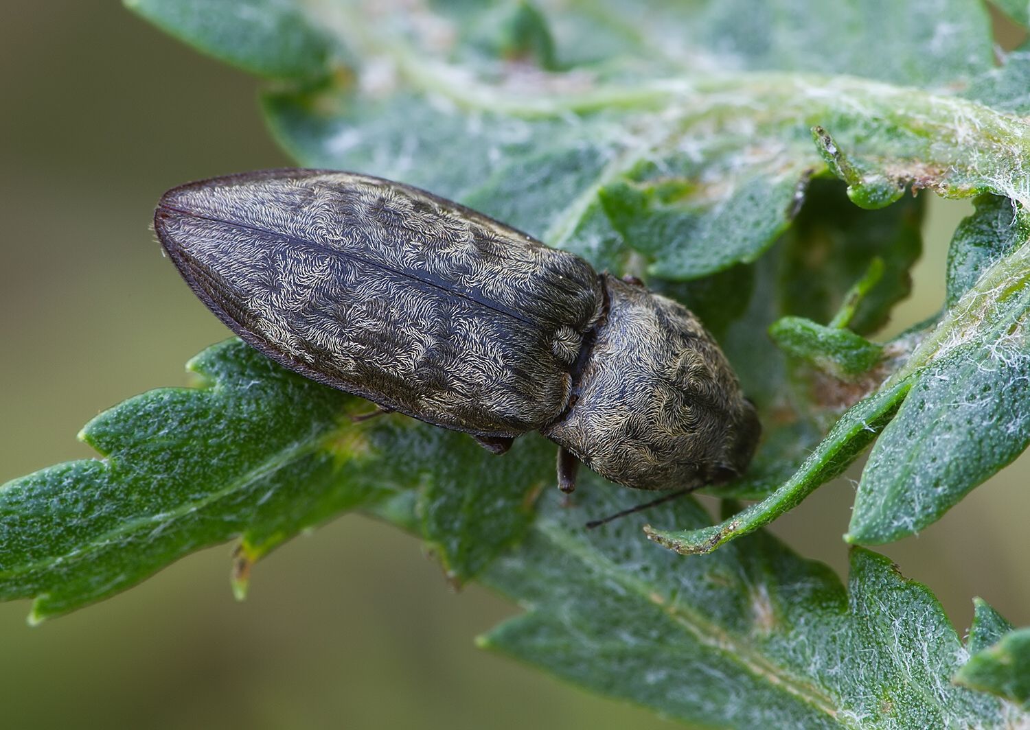 Prosternon tessellatum