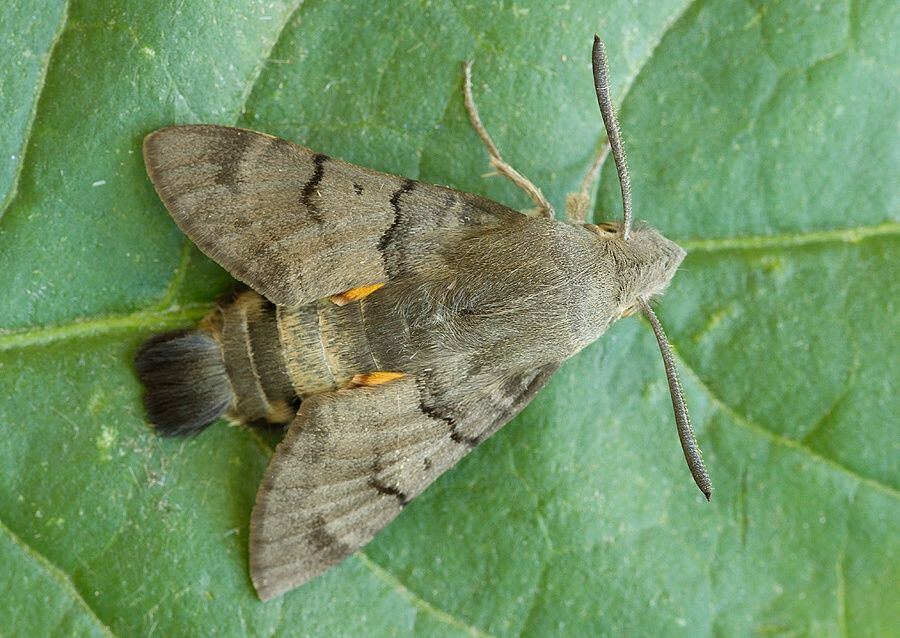 Macroglossum stellatarum