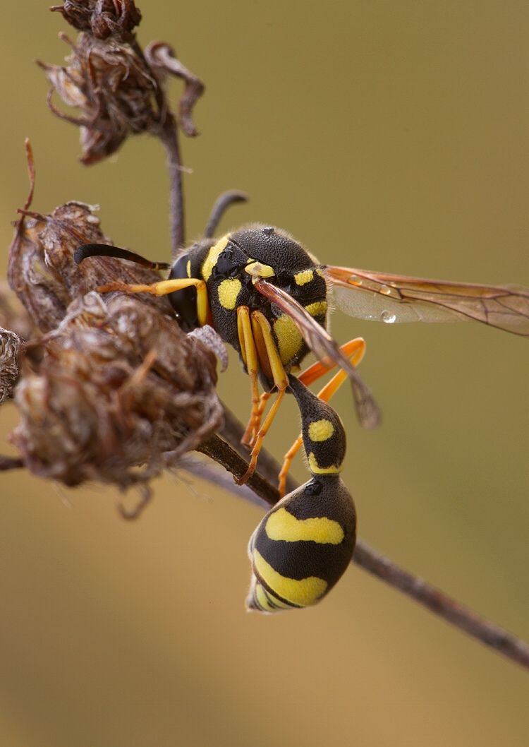 Eumenes coronatus