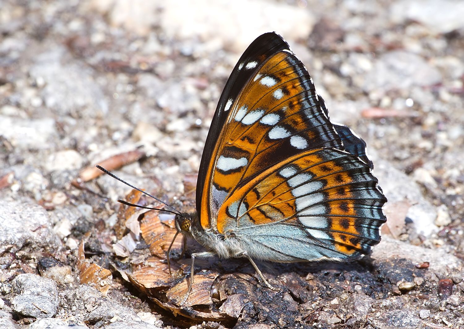 Limenitis populi
