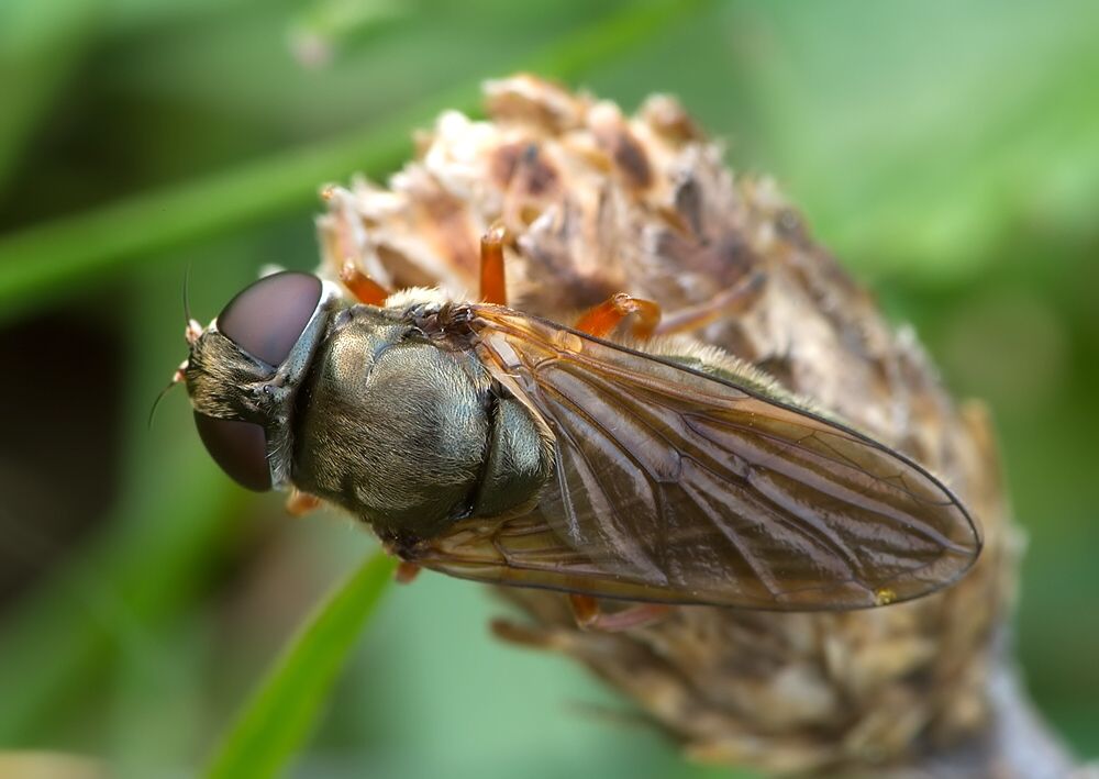 Cheilosia flavipes