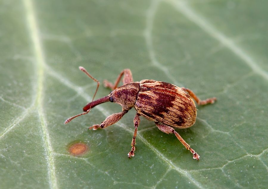 Anthonomus rectirostris