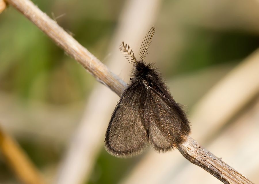 Epichnopterix plumella cf.
