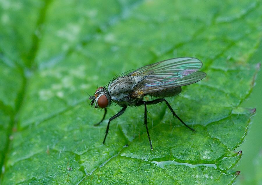 Botanophila fugax