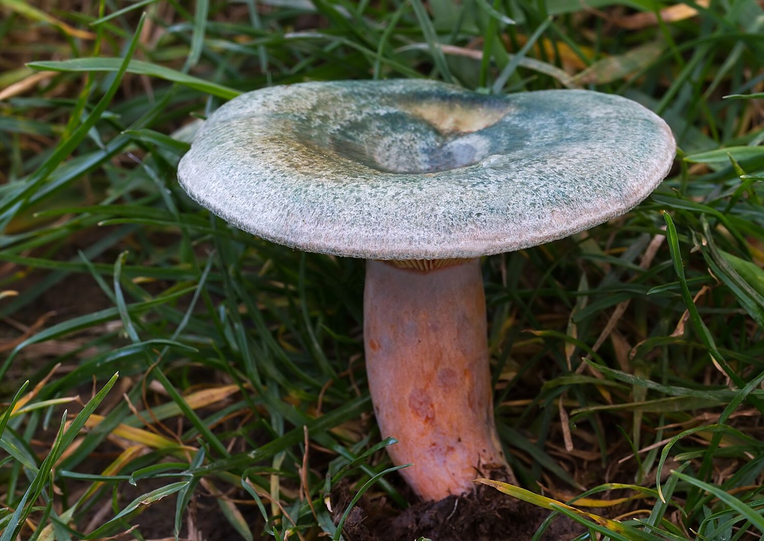 Lactarius semisanguifluus