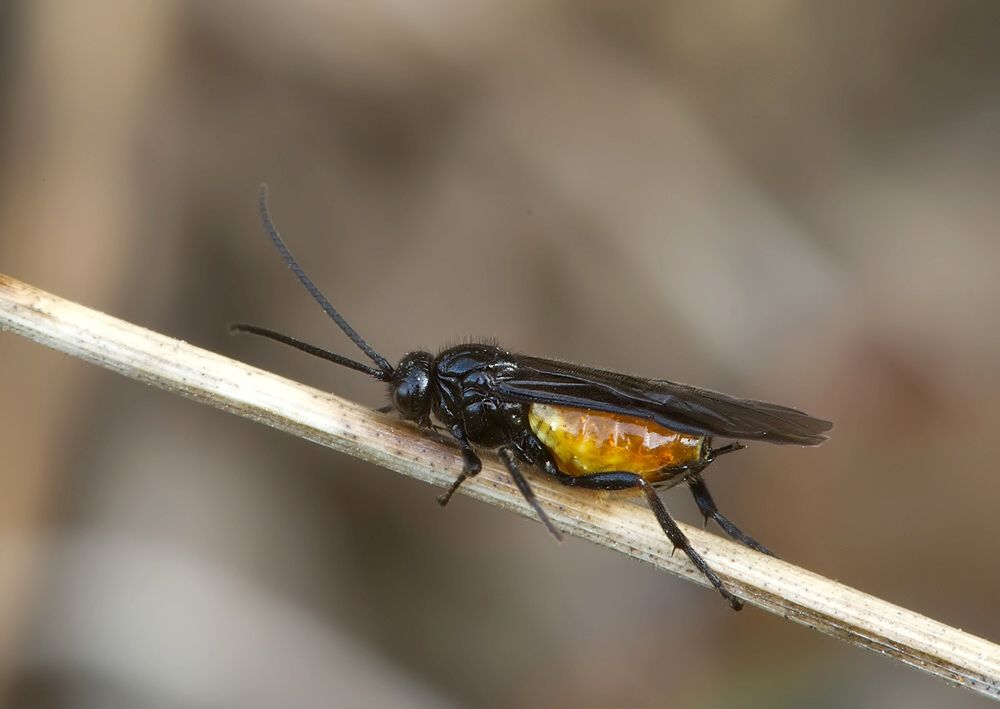 Proterops nigripennis