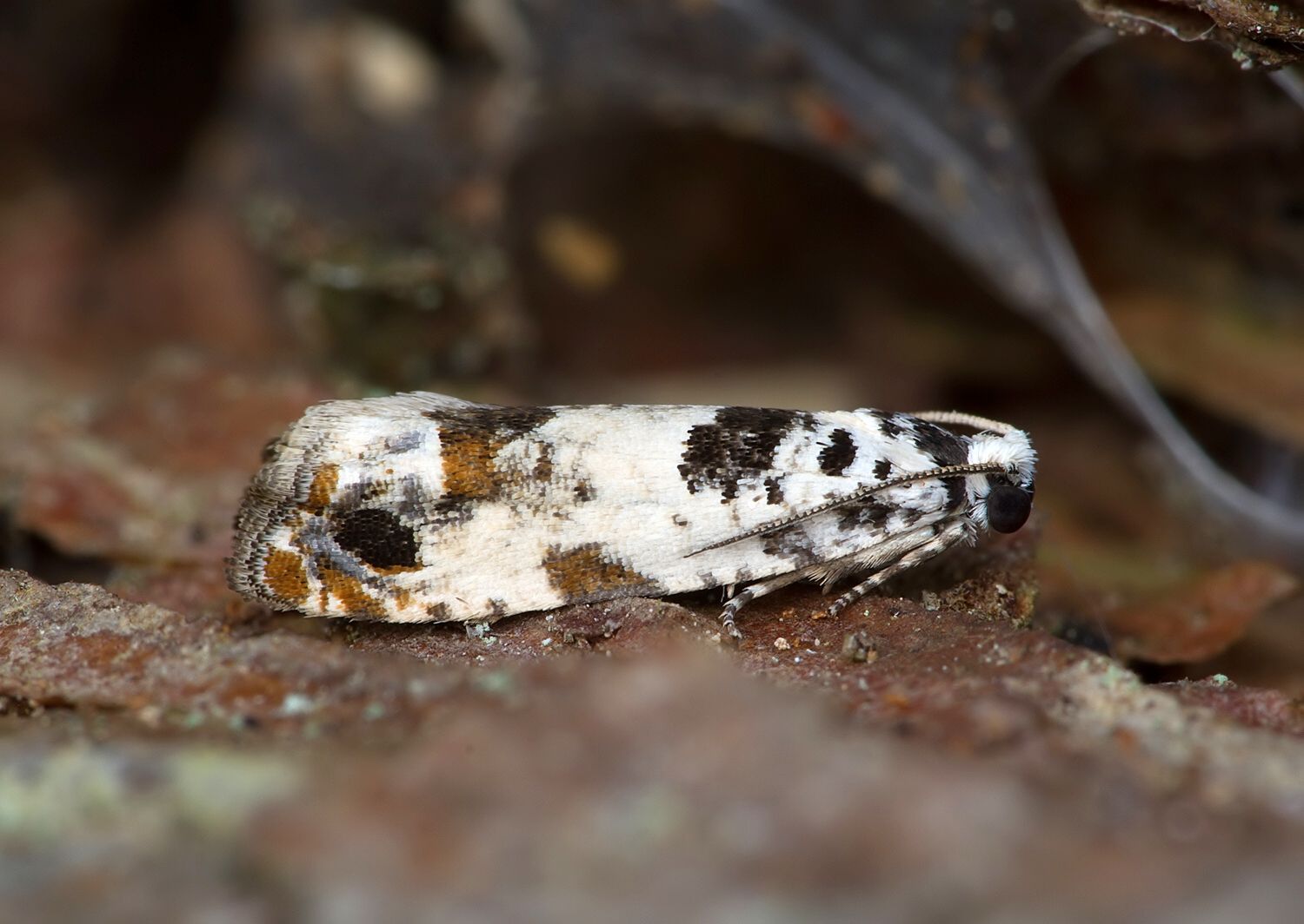 Eucosma campoliliana