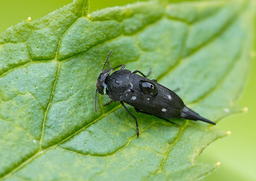 Hoshihananomia perlata
