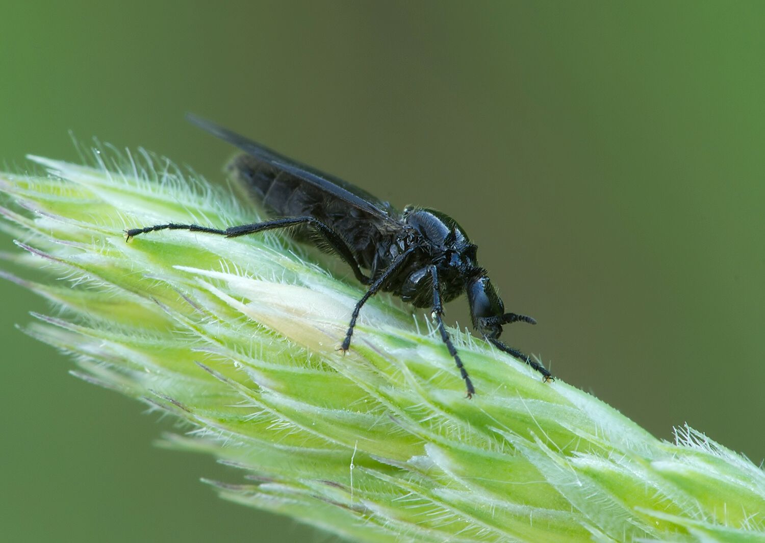 Dilophus febrilis