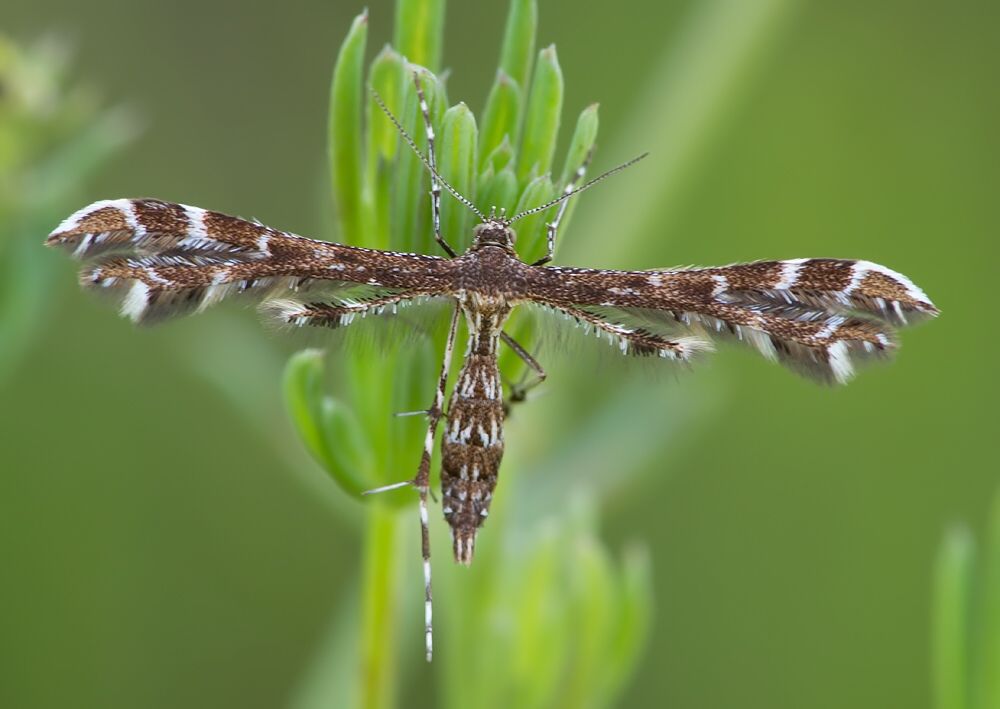 Capperia celeusi
