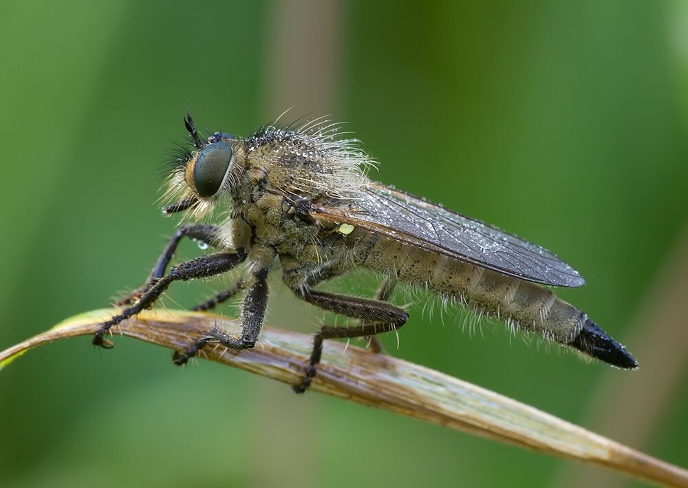 Didysmachus picipes