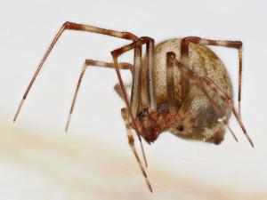 Parasteatoda tepidariorum
