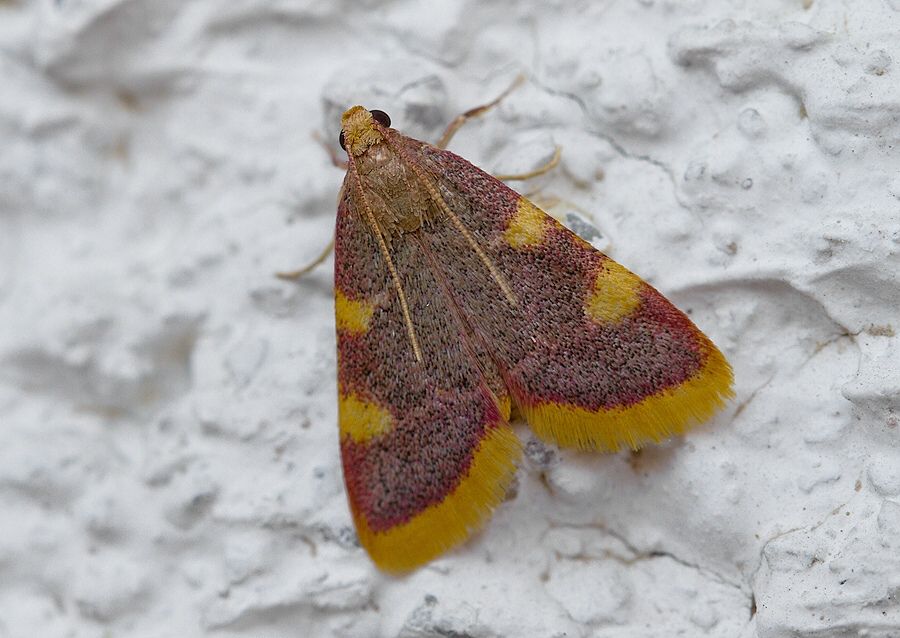 Hypsopygia costalis