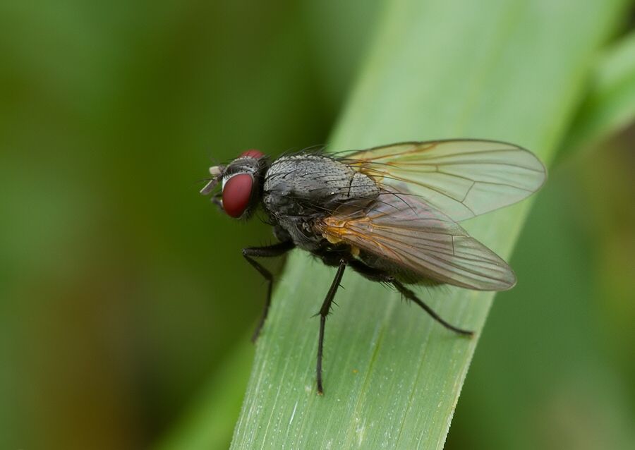 Hylemya variata