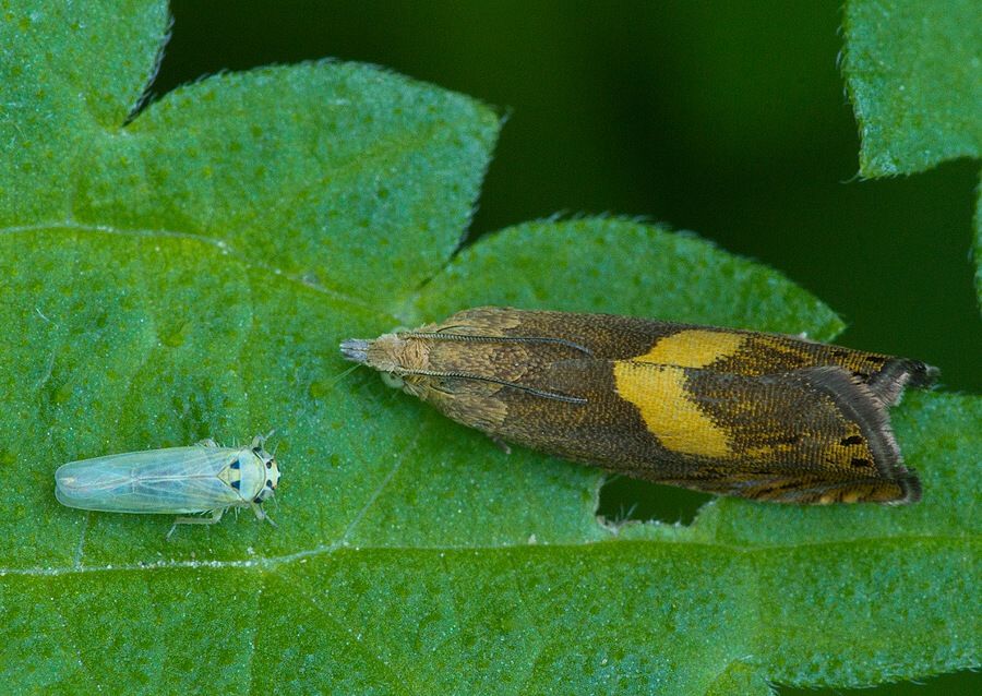 Dichrorampha petiverella
