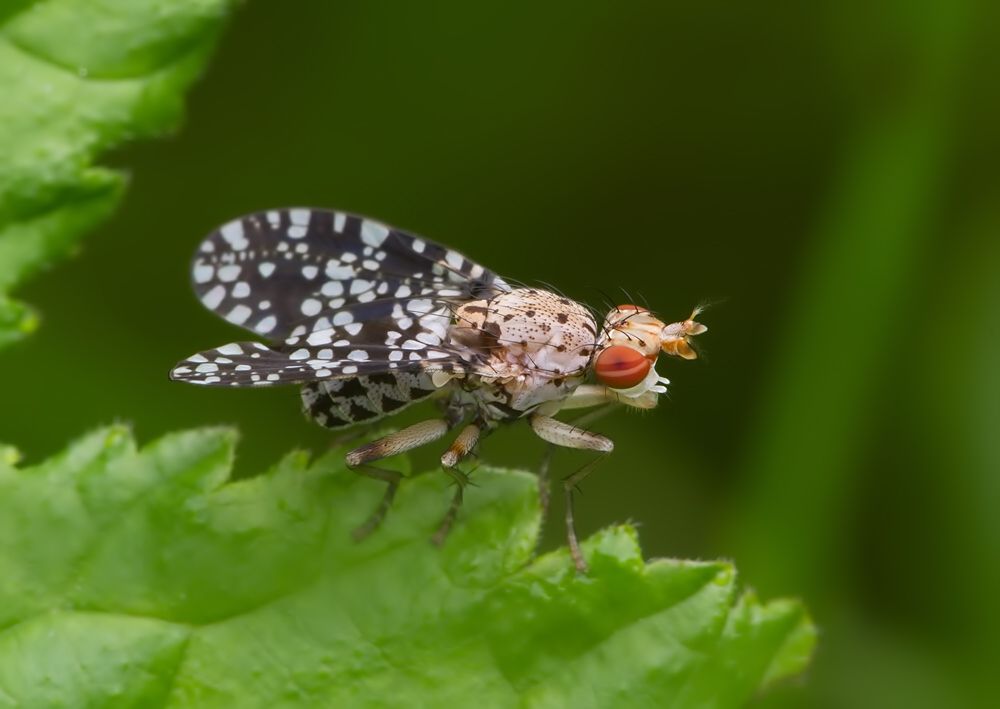 Trypetoptera punctulata