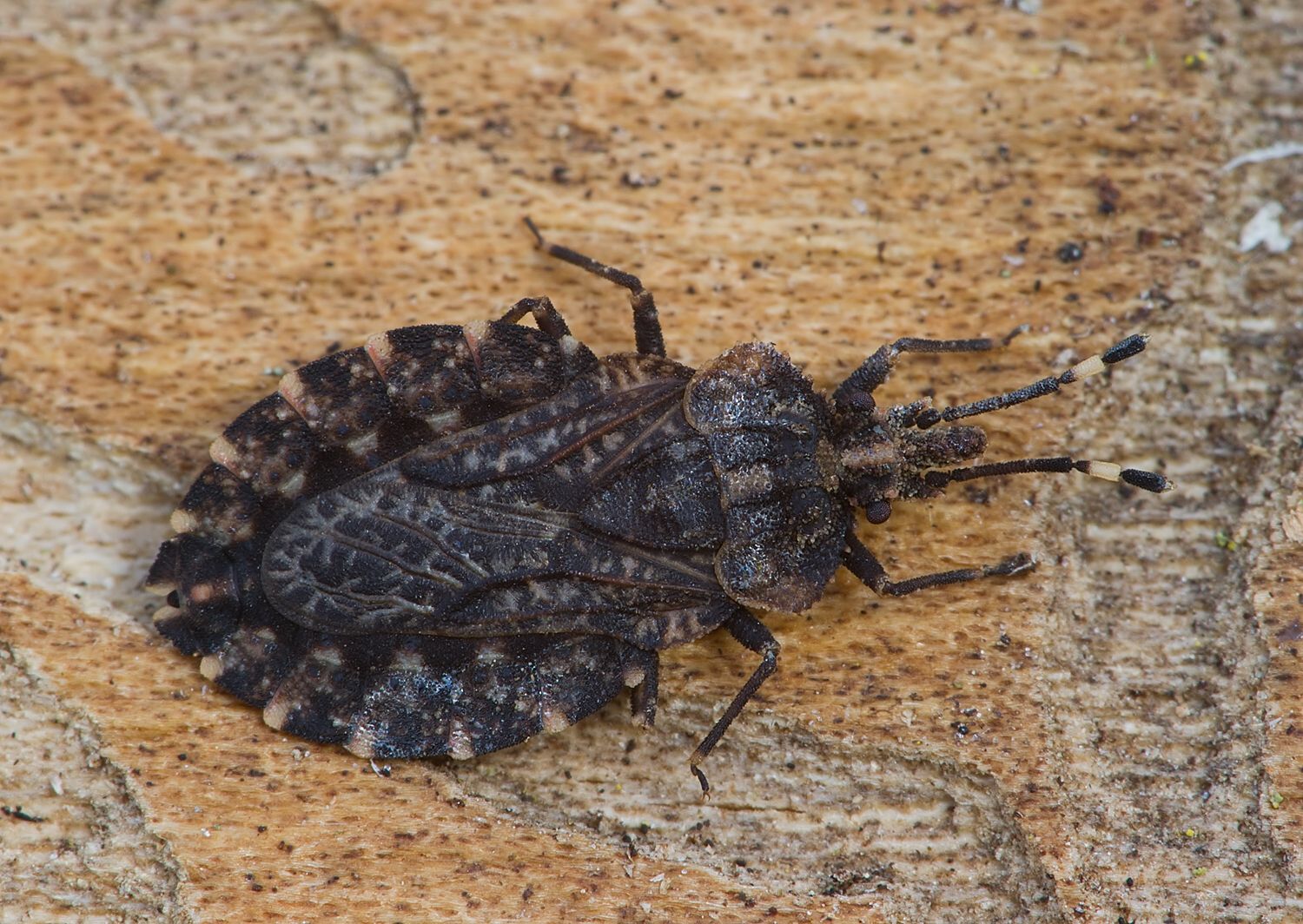 Aradus krueperi cf.