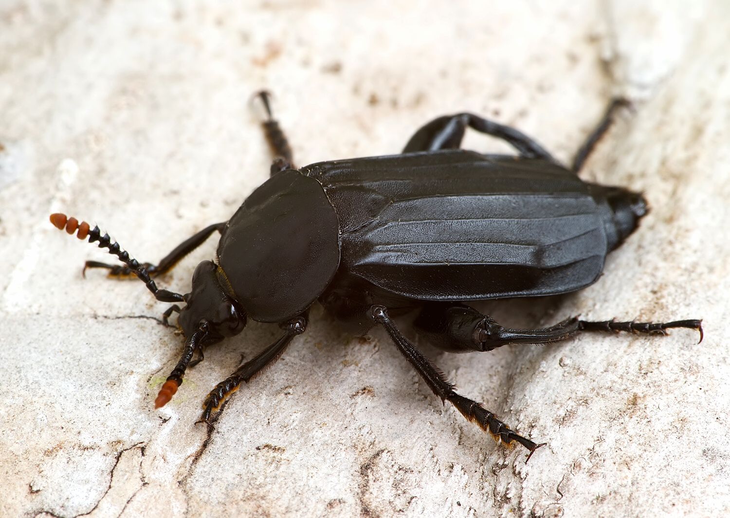 Necrodes littoralis