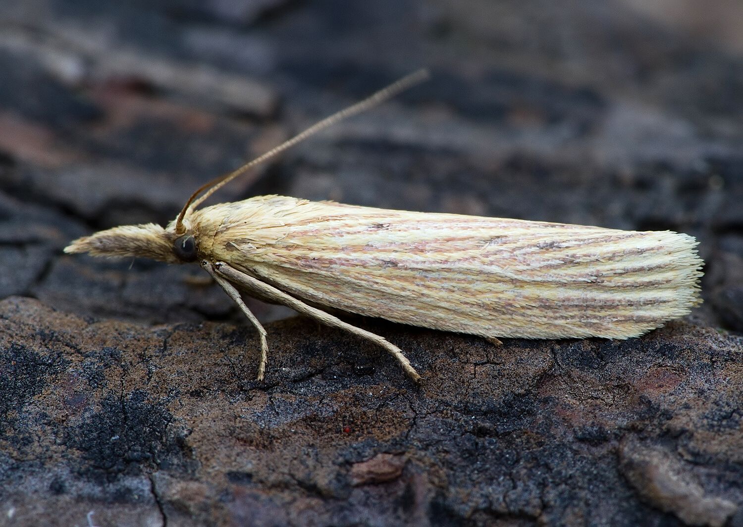 Ematheudes punctella