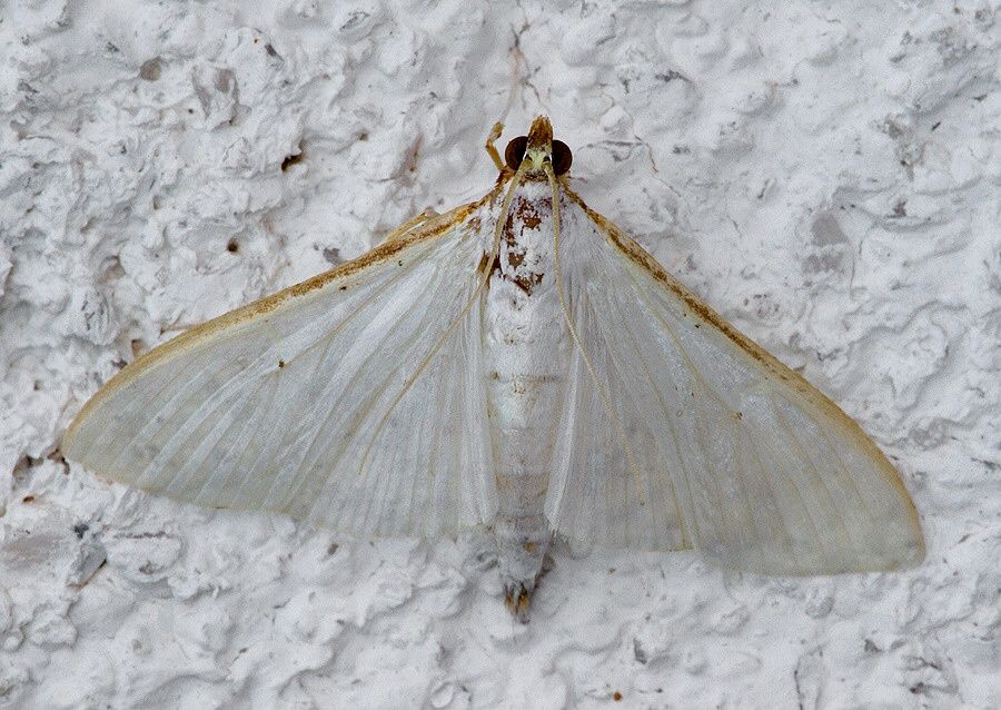 Palpita vitrealis