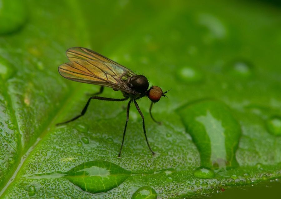 Bicellaria spuria