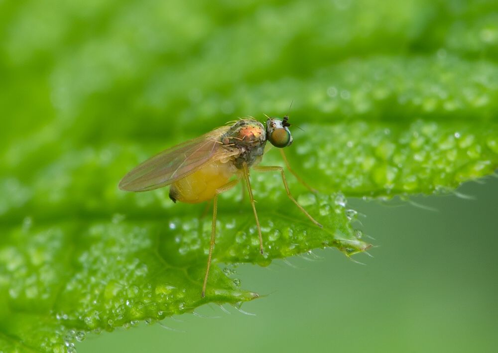 Chrysotimus molliculus
