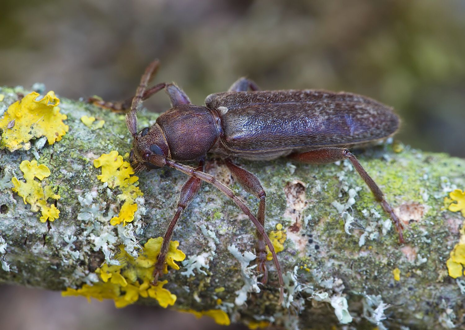 Trichoferus campestris