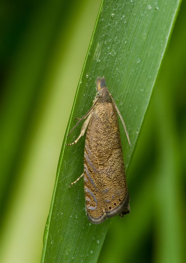 Dichrorampha simpliciana