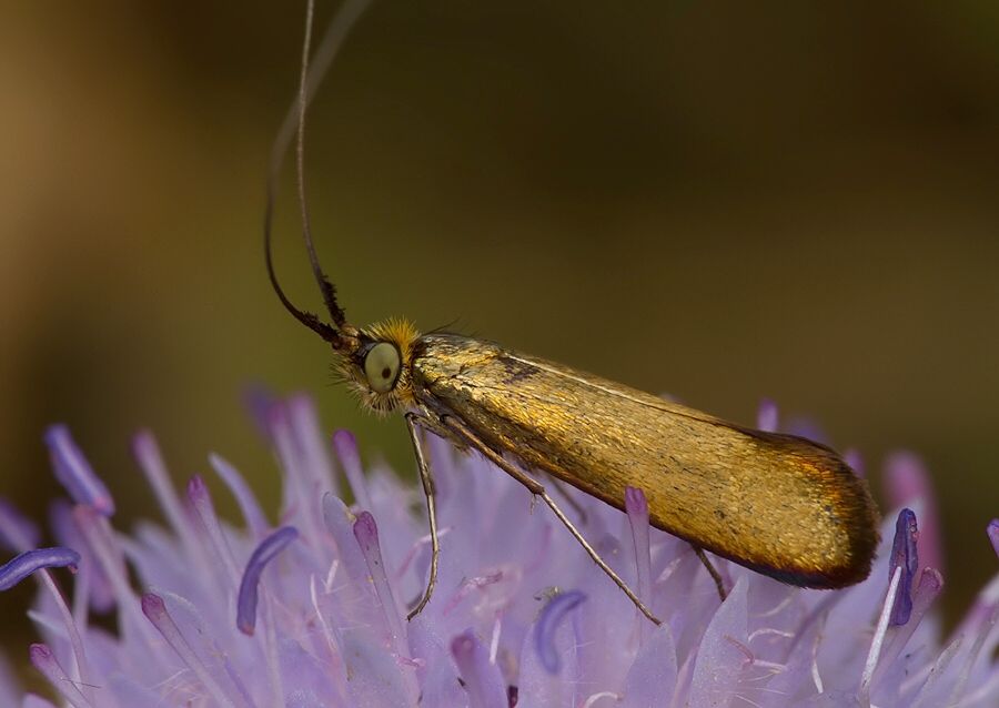Nemophora metallica