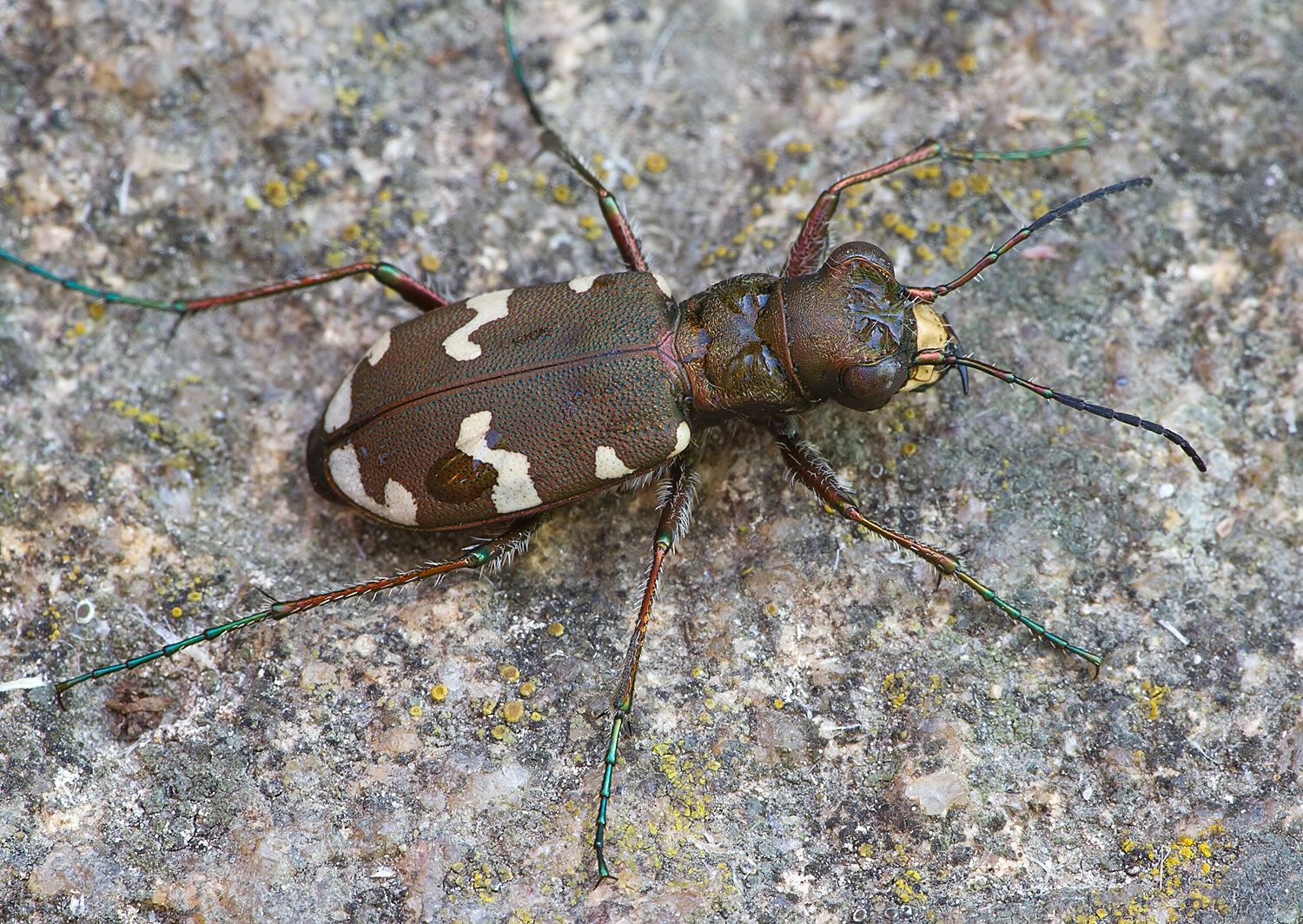 Cicindela sylvicola