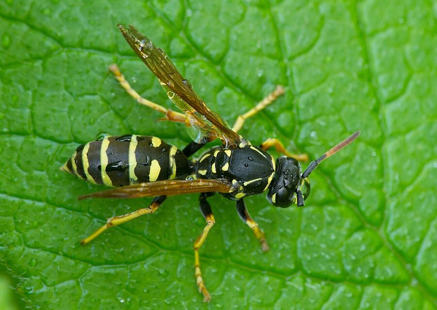 Polistes bischoffi
