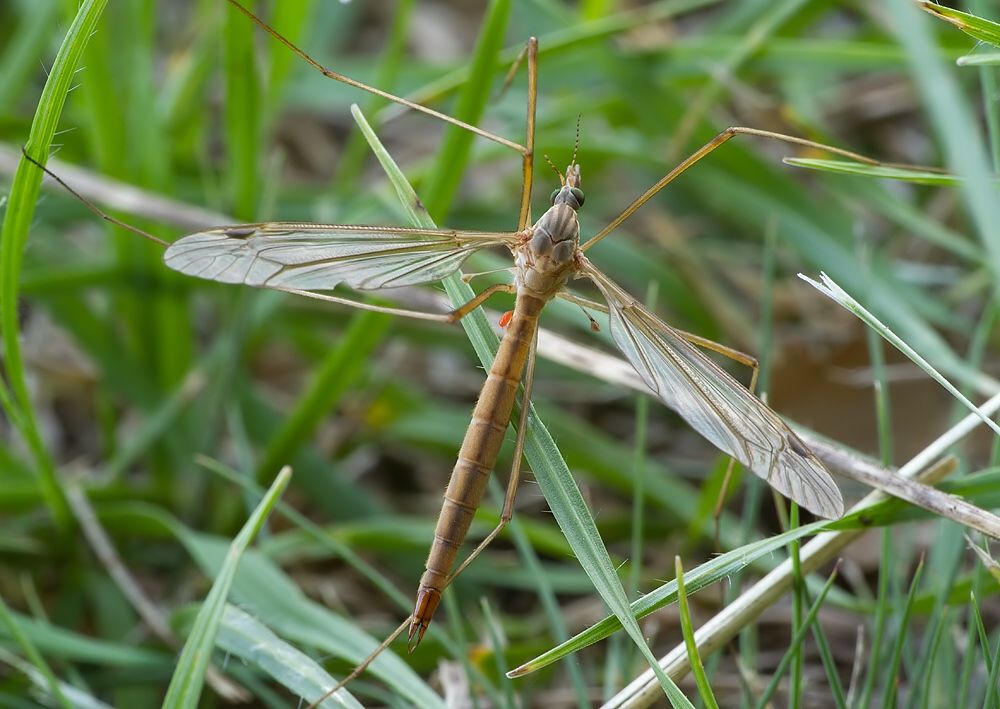Tipula lunata