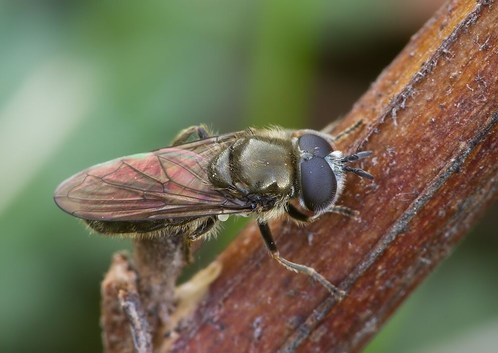 Paragus tibialis